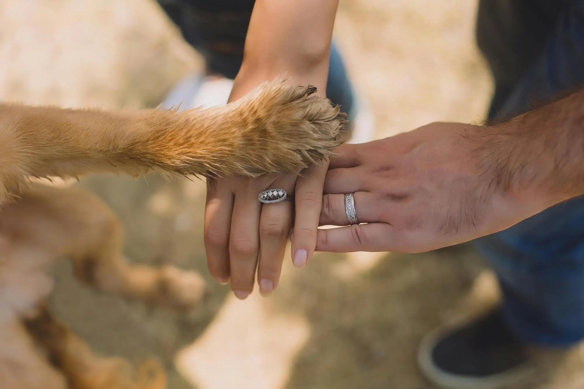 Difference Between Service, Emotional Support Animals and Pets